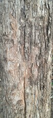 The surface texture of the bark of a teak tree seen up close