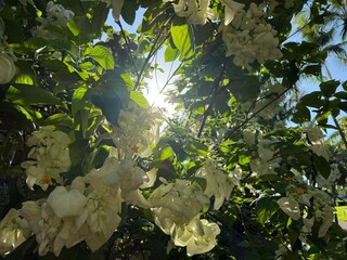 The sun shines through the leaves of a tree with white flowers