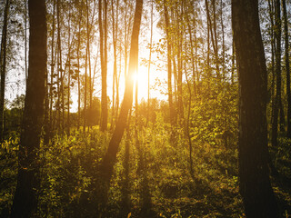 Obraz premium Birch grove with golden leaves in golden autumn, illuminated by the sun at sunset or dawn. Aesthetics of vintage film.
