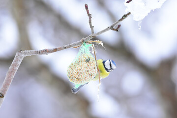 Blue Tit Feeding on Fat Ball Feeder on a Cold Winter Day. Eurasian Blue Tit, Cyanistes caeruleus. Blue tit hanging from the fat ball net feeder. 