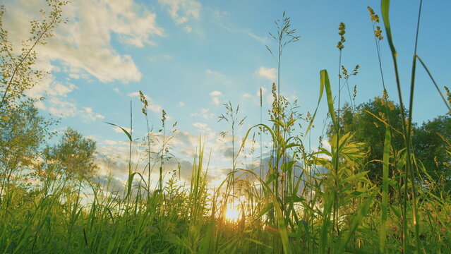 Meadow Overgrown With High Green Grass. Field Of Tall Grass Gone To Seed. Sunset Over A Field Of Tall Grass. Gimbal shot.