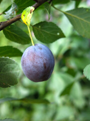 blue plums hang on branches in autumn