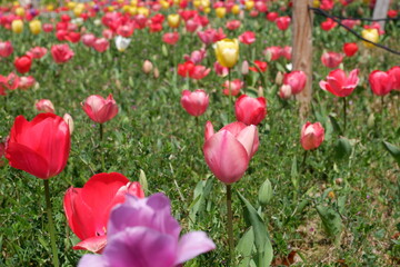 The tulip flower on the field.