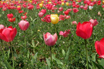The tulip flower on the field.
