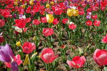 The tulip flower on the field.