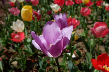 The tulip flower on the field.