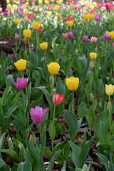 The tulip flower on the field.