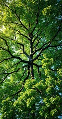 Fototapeta premium Overhead view of a tree with a lush canopy of green leaves, natural scenery, leafy branches, overhead view