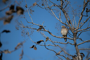 White eye buzzard in the wild