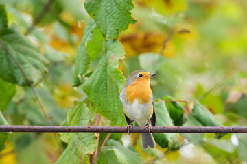Close-up of a European robin, Erithacus rubecula perched on a metal fence iron bar. Cute Robin on countryside fence, one side view, looking at camera.