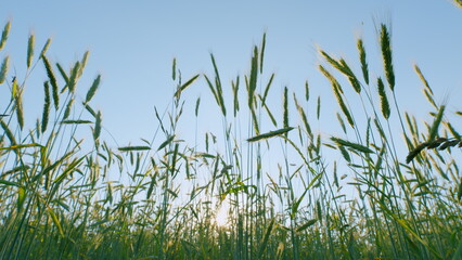 Fototapeta premium Agricultural Landscape. Young Shoots Of Winter Wheat In Spring. Wheat Cultivation. Agriculture Farm. Fresh Green Grass In Windy Weather. Naturalness. Gimbal Stabilize.