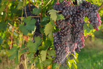 Close-up of red grapes on a sunlit vineyard branch. Perfect for wine exportation, fresh fruit, and natural food photography.