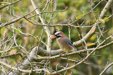 Eurasian Jay Perched on a Tree Branch with a a Walnut in the Beak, Detailed Close up. Garrulus glandiarus tring to eat a walnut. Romania Wildlife