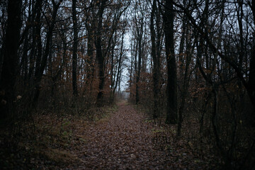 Fototapeta premium path in the forest