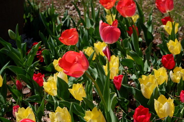 The tulip flower on the field.