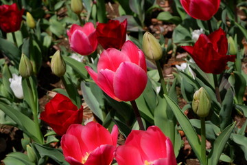 The tulip flower on the field.