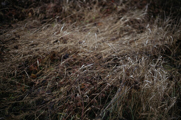 grass in the wind