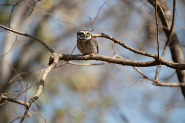 spotted owlet in the wild