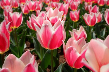 The tulip flower on the field.