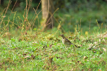 Song Trush, Turdus philomelos in a orchard green meadow, looking curious at camera. Romania Wildlife in Natural Habitat. 