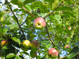 ruddy apples hang in the garden in sunny weather