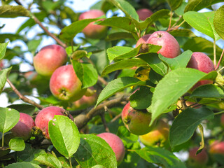 ruddy apples hang in the garden in sunny weather