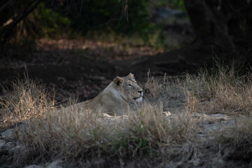 Asiatic lion in the Gir Forest.