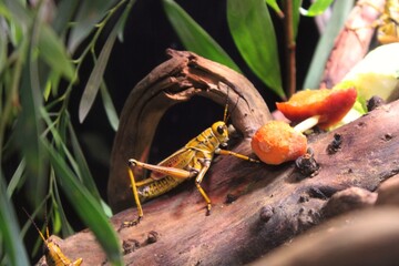 Grillo en cautiverio en zoológico de San Diego