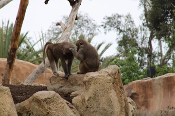 Monos sobre una roca mientras uno le limpia la cabeza a otro en un día soleado en el Zoológico de San Diego