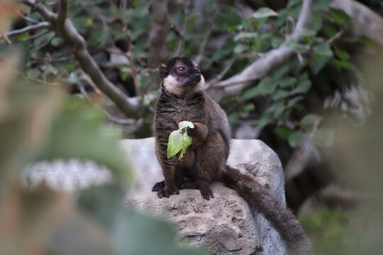 Lemur parado sobre una roca disfrutando de unas deliciosas hojas mientras posa para la c&aacute;mara