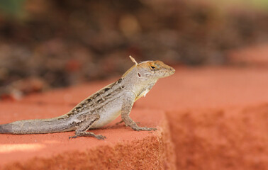 Wild Brown Anole Lizard in Garden. Tampa Florida