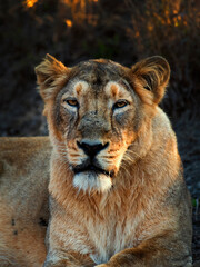 Fototapeta premium Asiatic lion in the Gir Forest.