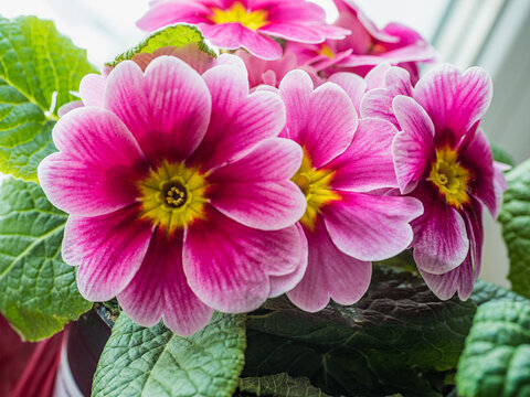 Bright primula vulgaris primroses early spring flowers