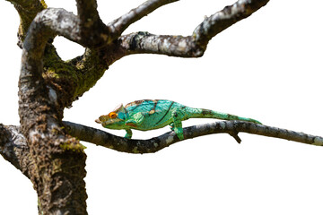 A Parson's Chameleon with orange eyes and green skin with black stripes slowly climbs a branch. The chameleon has a horn on its head and a curled tail. Madagascar. isolated image.