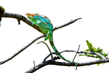 A priest chameleon with orange eyes, yellow-green skin, and black stripes slowly climbed up the...