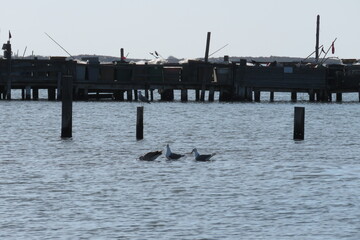 Arles oiseaux ciel mer bateaux