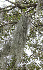 Fototapeta premium Spanish moss Tillandsia usneoides hanging from tree branch in Orlando Florida