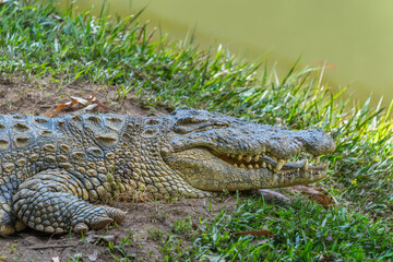 A close-up of a crocodile resting by the pond, showcasing its textured skin and sharp teeth. The crocodile is lying on the grass near the water. Andasibe Reserve, Madagascar.