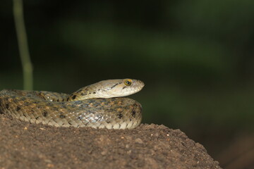 close up of a snake