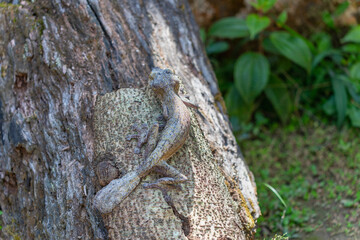 A Leaf-tailed gecko (Uroplatus fimbriatus) perfectly camouflaged on a tree trunk. Its unique leaf-like tail and body shape allow it to blend into its surroundings. Andasibe Reserve, Madagascar. 