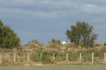 Vacances oc&eacute;an beauduc camargue surf 