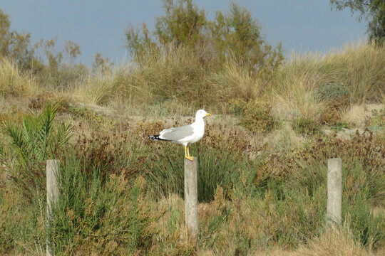 Vacances oc&eacute;an beauduc camargue surf 