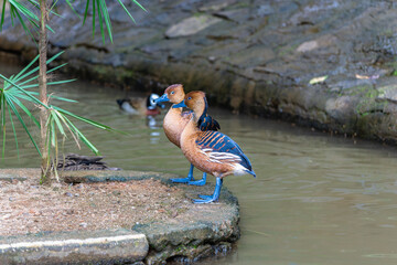 Two brown whistling ducks stand side by side on a rock in a pond, their colorful plumage...
