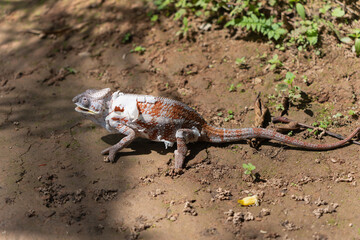 A vibrant panther chameleon (Furcifer pardalis) extends its long, sticky tongue to catch a tasty treat offered by a park ranger. The chameleon's eyes are rotating 180 degrees. Madagascar.