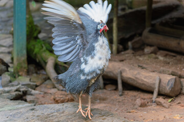 A guineafowl with distinctive black and white plumage stands under a thatched shelter. The bird's red wattle and helmeted head are prominent. Andasibe Reserve, Madagascar.