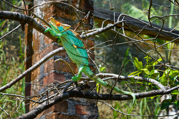 A priest chameleon with orange eyes, yellow-green skin, and black stripes slowly climbed up the...