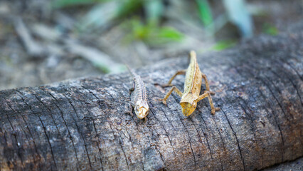 Brown Leaf Chameleon with a horn-like structure on its head crawling on the ground. Its body perfectly camouflaged against the fallen leaves and twigs. Reserve Peyrieras Madagascar Exotic.