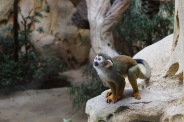 Mono capuchino preparándose para saltar desde una roca