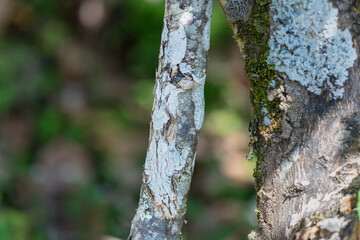Obraz premium A Leaf-tailed gecko (Uroplatus fimbriatus) perfectly camouflaged on a tree trunk. Its unique leaf-like tail and body shape allow it to blend into its surroundings. Andasibe Reserve, Madagascar. 