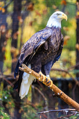 A bald eagle is perched on a branch
